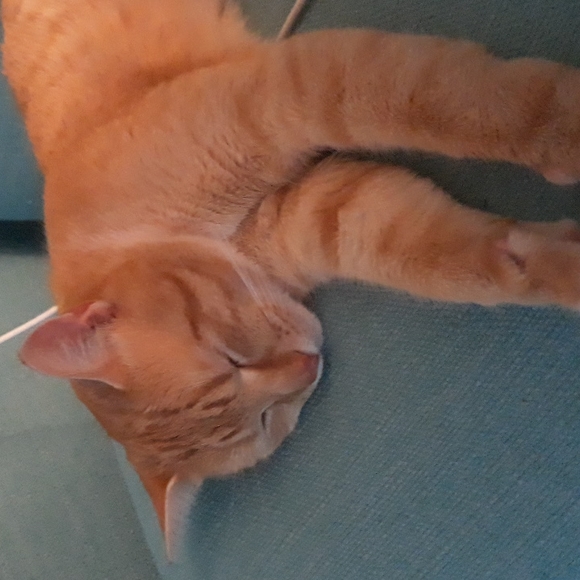 Save the cats - Picture 2 of 2